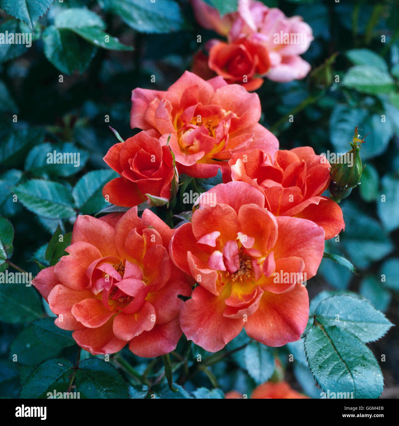 Miniature Rose - Rosa `Anna Ford'   RMN029852 Stock Photo